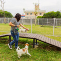 毛孩最愛的快樂碼頭 高市公園處梓官蚵仔寮打造寵物友善新亮點