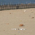 世界生物多樣性日 海保署聯合各界保育小燕鷗與綠蠵龜
