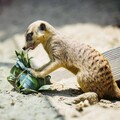 壽山動物園特製端午應景粽 動物吃播萌樣好吸睛