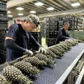 「質譜宅急便」前進外銷鳳梨包裝場 提供免費農藥殘留快檢服務