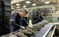 「質譜宅急便」前進外銷鳳梨包裝場 提供免費農藥殘留快檢服務