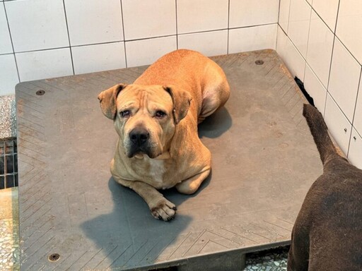 不只比特犬有攻擊性! 高市動保處：6大危險犬種和有攻擊紀錄犬隻外出都應依法防護