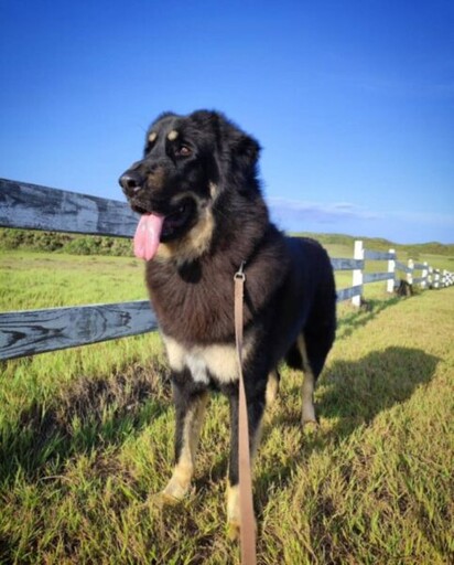 不只比特犬有攻擊性! 高市動保處：6大危險犬種和有攻擊紀錄犬隻外出都應依法防護
