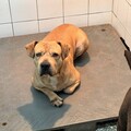 不只比特犬有攻擊性! 高市動保處：6大危險犬種和有攻擊紀錄犬隻外出都應依法防護