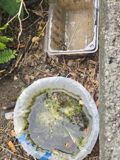 雨後高溫登革熱病媒蚊孳生 高雄市衛生局籲落實清除環境積水容器