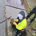 加強防汛 高市環保局清疏作業不停歇 清疏長度與重量雙雙成長
