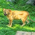 壽山動物園暑假出遊首選！兒童免費入園、延長開放時間，昆蟲特展與動物明星新成員