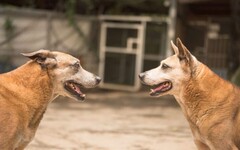 法國皇家攜手15美妝品牌，「妝點希望 浪愛加倍」為浪浪送暖