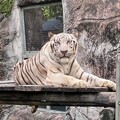 高雄壽山動物園萌虎出動推保育 紙風車劇團8/2旗糖農創園區上演老虎劇碼