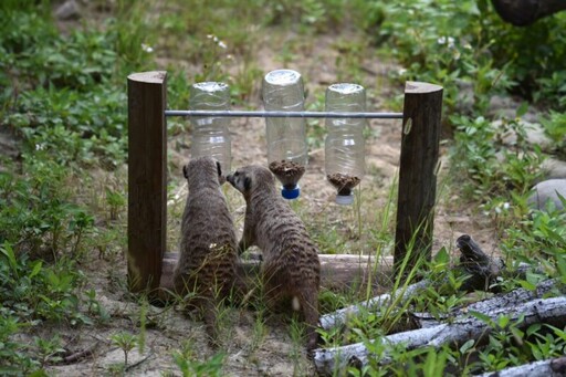 竹市動物園攜手宇辰系統科技製作遊具 促進動物行為豐富化