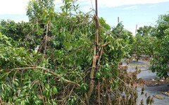 高市農業局爭取楊柳颱風豪雨致災農損救助今起受理