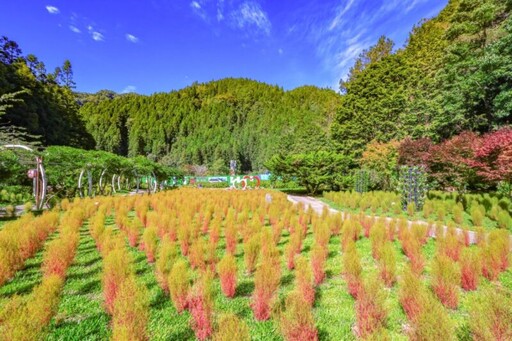 杉林溪紅色饗宴 6000棵波波草夢幻花海限時開跑