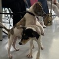 迎接世界黑狗日與世界動物日！ 動保處展現高雄友善動物新風貌