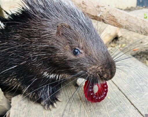 高雄壽山動物園「柚」見中秋 動物秒變吃貨直播主