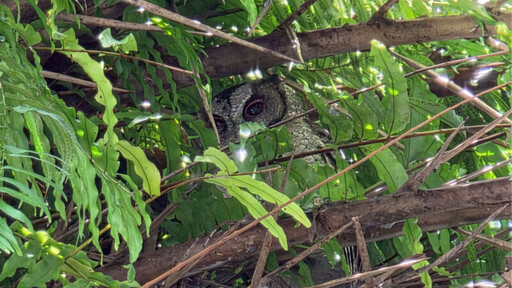 小墾丁渡假村推出春節限定「神馬都好」專案 早鳥價超值登場