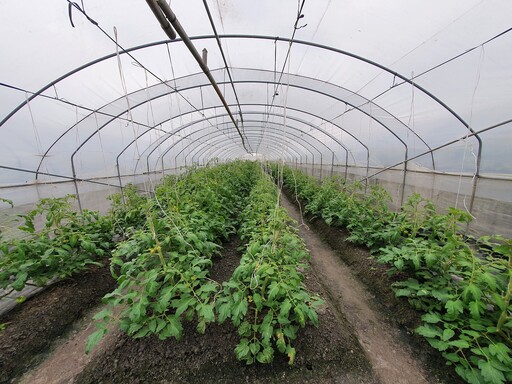 補個光激活冬季番茄產量！花改場架設「株間補光」助宜蘭溫室番茄早收又增產