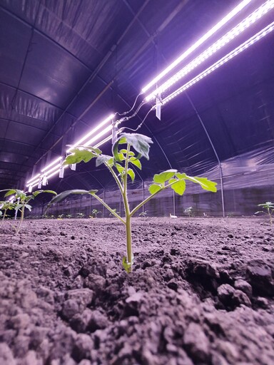 補個光激活冬季番茄產量！花改場架設「株間補光」助宜蘭溫室番茄早收又增產