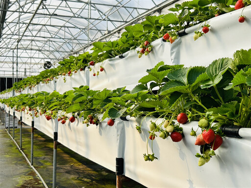 對抗極端氣候挑戰！溫室草苺高架立體化栽培技術 降低生產風險、讓產量更穩定