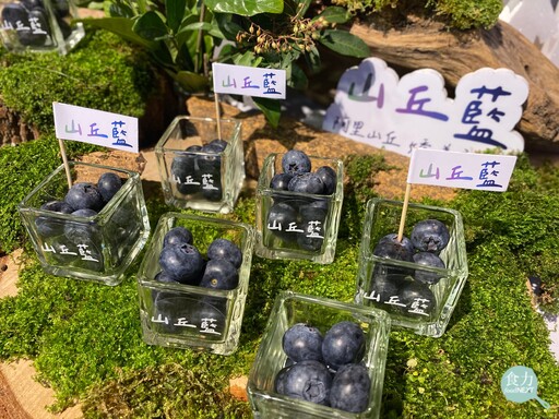 碳足跡最少的新鮮藍莓就在台灣！山丘藍推出本土「精品藍莓」 挑戰鮮度天花板