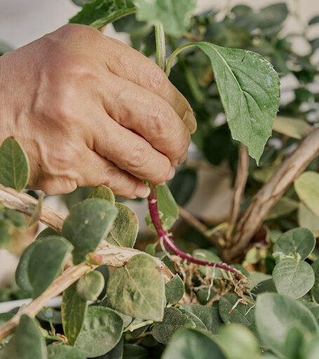 碳足跡最少的新鮮藍莓就在台灣！山丘藍推出本土「精品藍莓」 挑戰鮮度天花板