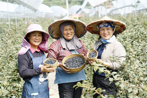 台灣自己種出藍莓了！國產藍莓「綠色友善種植」比進口藍莓有什麼優勢？