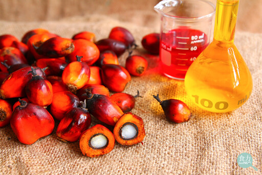 棕櫚油有可能染「紅」嗎？專家表示精製棕櫚油根本不需要加蘇丹紅！