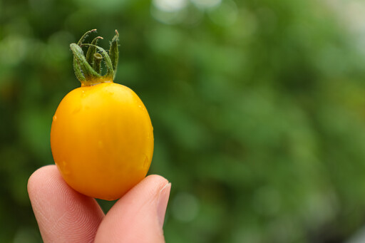 金光閃閃、多汁馨甜 歷經8年育成番茄新品種「台農2號（糖馨）」閃亮登場