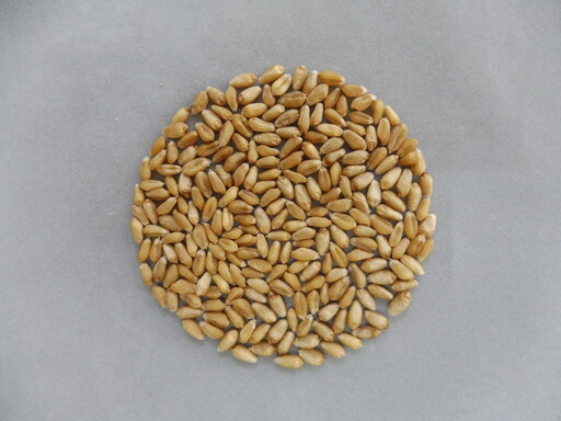 新鮮低碳足跡的國產小麥成熟了！台中農改場選育3種小麥品種、成為食品加工新選擇！