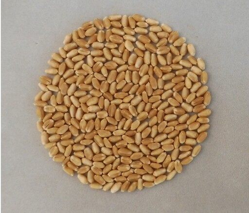 新鮮低碳足跡的國產小麥成熟了！台中農改場選育3種小麥品種、成為食品加工新選擇！