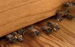 【食聞】真金不怕火煉、好蜜不怕檢驗！一探全台最大蜂蜜工廠「蜜蜂工坊」如何以全檢驗＋三道嚴格把關確保蜂蜜的最高品質