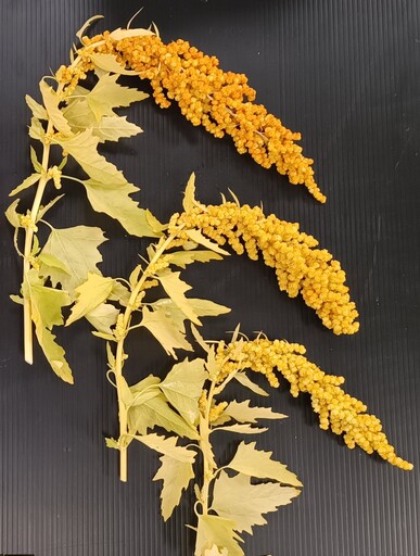 台東農改場選育出紅藜新品種「台東2號-早橙」！「穀類紅寶石」富含亞麻油酸有望成為特色農產！