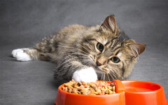 跨縣市彙整「疑似貓糧引起低血鉀」案件以查明原因！農業部：將持續加強寵物食安管控