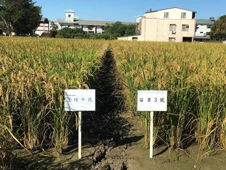 抗白葉枯病水稻新品種「苗栗3號」成功選育！有效減少用藥還能維持良好產量！