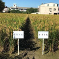 抗白葉枯病水稻新品種「苗栗3號」成功選育！有效減少用藥還能維持良好產量！