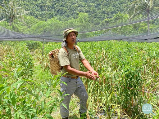 種小米不僅能穩固糧食安全、增加生物與文化多樣性、還能實踐食農教育！慈心基金會的保種行動如何挽救失「粟」危機？