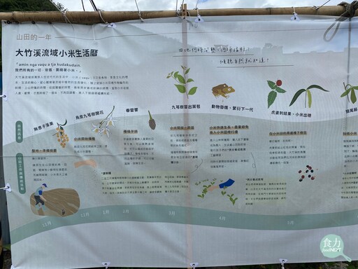 種小米不僅能穩固糧食安全、增加生物與文化多樣性、還能實踐食農教育！慈心基金會的保種行動如何挽救失「粟」危機？