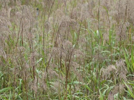 原住民傳統穀物「油芒」營養價值高！搭配紅藜、小米變化出多樣化的在地零食點心！