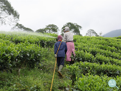 茶改場推共同藥單精準防治！有效防治病蟲害 降低茶葉農藥殘留