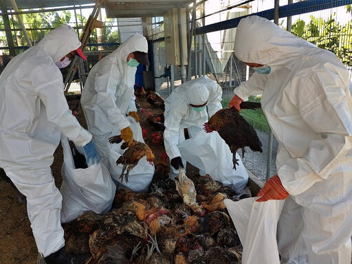 禽流感再度衝擊雞隻！屏東縣鹽埔鄉土雞場感染H5N1禽流感 已撲殺11661隻雞隻