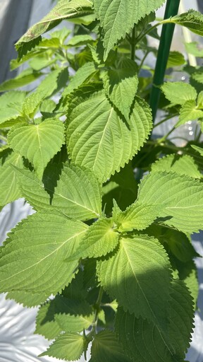 紫蘇葉飄香！紫蘇調味鹽、糖漿有大妙用 增添香氣又能豐富食物色澤！