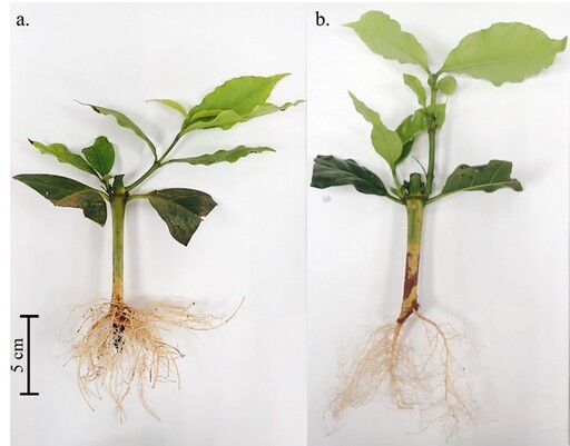 阿拉比卡品種雜交比例高 茶改場開發咖啡種苗「扦插繁殖技術」穩定國產咖啡品質