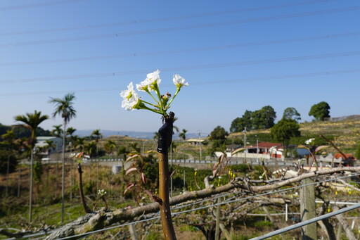 寶島甘露梨全台嫁接比率高達8成！避免產期集中風險、「台中1號福來梨」可穩定供應接穗需求