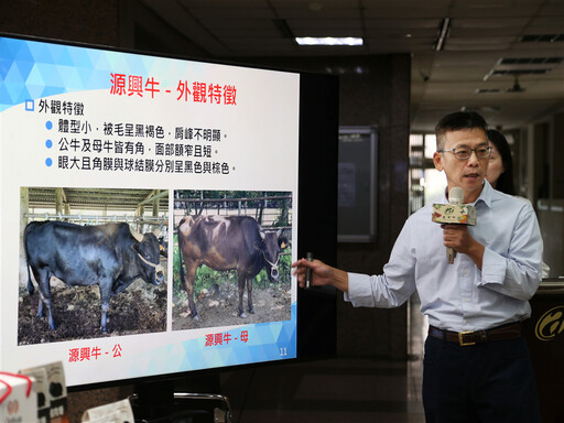 「源興牛」、「平埔黑豬」成功培育！透過參與式育種保存畜產種原多樣性