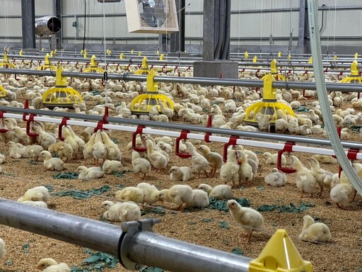 【食聞】無抗飼養全球新趨勢 大成集團益活雞引進美國NAE飼養模式