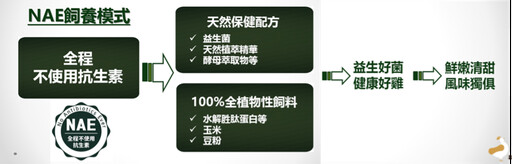【食聞】無抗飼養全球新趨勢 大成集團益活雞引進美國NAE飼養模式
