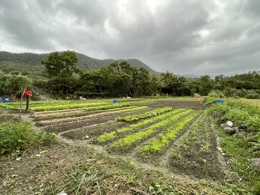 花蓮豐濱「阿美族貓公部落」的珍貴智慧！用野菜季節曆傳承飲食文化和生態知識