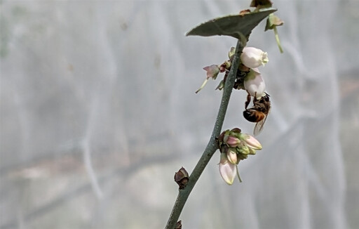 國產藍莓不再貴森森！小小蜜蜂立大功 蜜蜂授粉提升藍莓產量6倍！