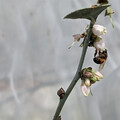 國產藍莓不再貴森森！小小蜜蜂立大功 蜜蜂授粉提升藍莓產量6倍！