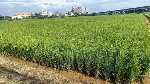 耗時8年育成水稻新品種「桃園7號」！融合優質香米特性還能抗稻熱病