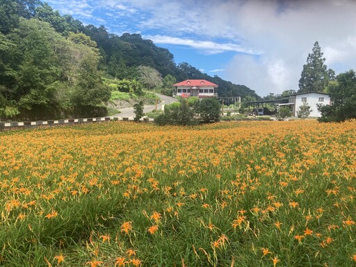 花蓮無硫乾金針首度碳足跡盤查 全國首個碳標籤加工蔬菜即將誕生！